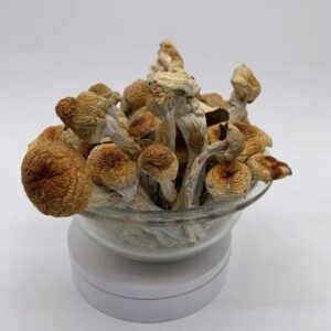 HILLBILLY PUMPKIN MAGIC MUSHROOM